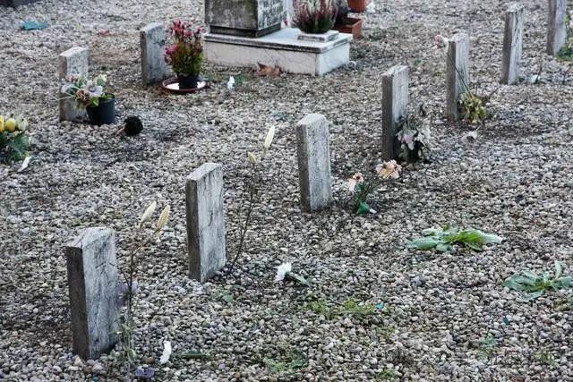 老人说“凯发国际坟头塌陷少子孙坟头有草家生金”什么草这么厉害？(图8)