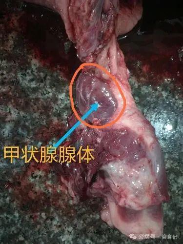 家里经常吃猪肉的要注意这3个部位宁可扔了也别吃要牢记(图6)