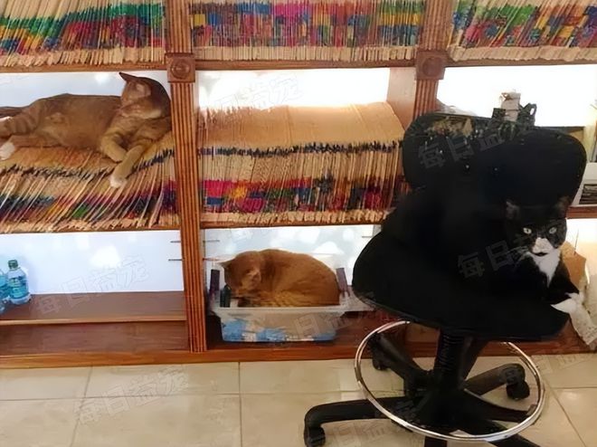 在诊所长大的3只小猫性格迥异趣味十足认真工作报答恩人(图4)