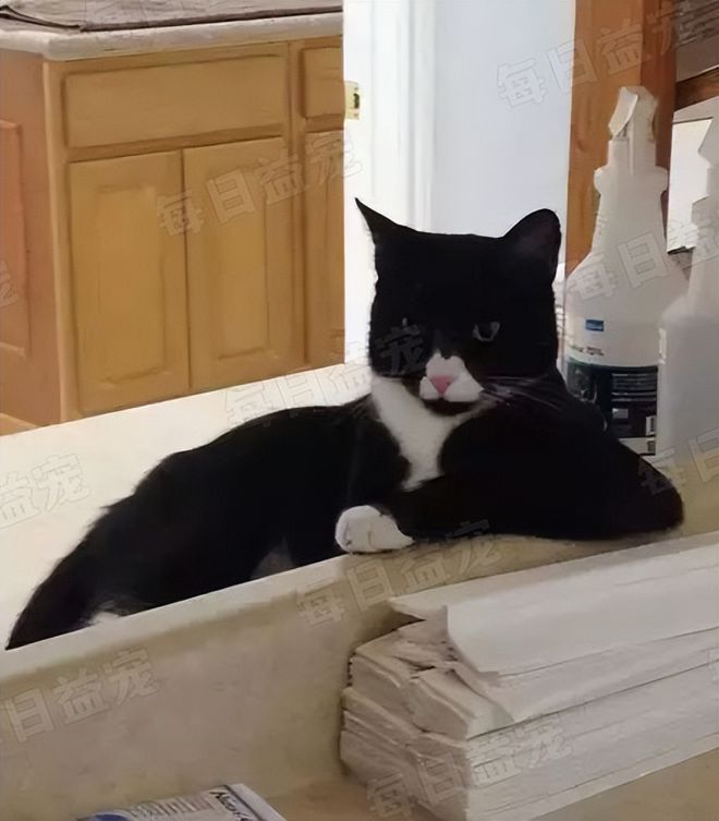 在诊所长大的3只小猫性格迥异趣味十足认真工作报答恩人(图5)