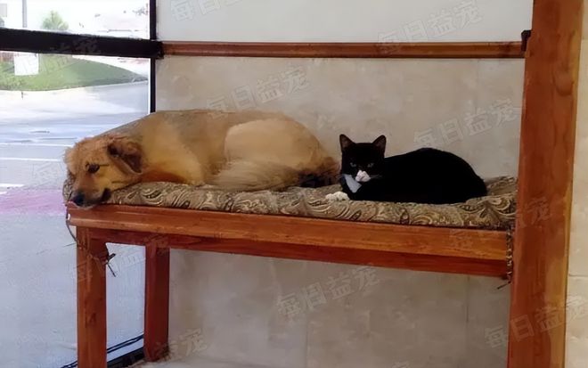 在诊所长大的3只小猫性格迥异趣味十足认真工作报答恩人(图10)