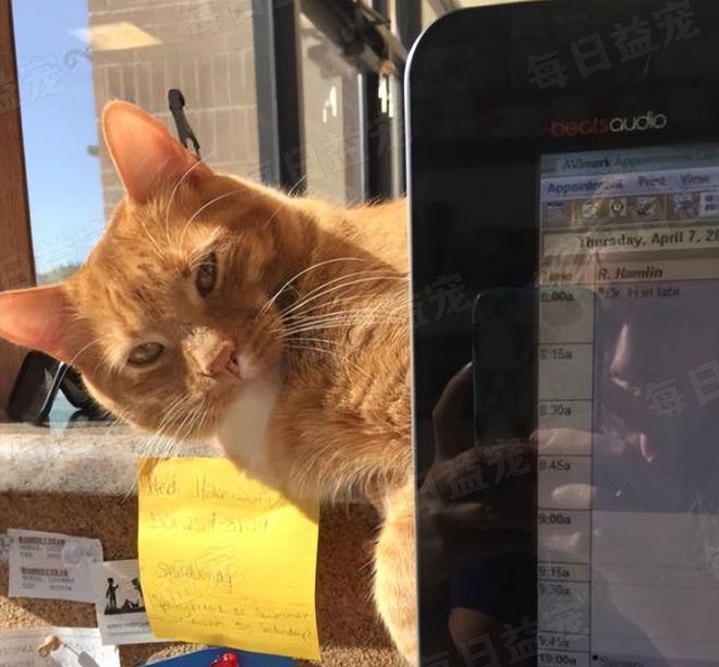 在诊所长大的3只小猫性格迥异趣味十足认真工作报答恩人(图16)