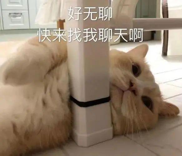 在诊所长大的3只小猫性格迥异趣味十足认真工作报答恩人(图13)