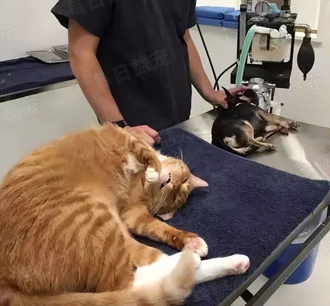在诊所长大的3只小猫性格迥异趣味十足认真工作报答恩人(图18)