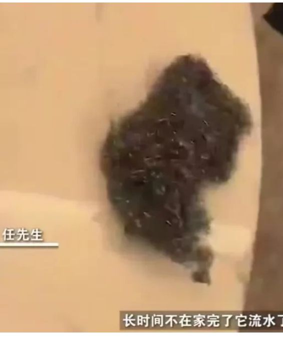 辽宁大连。一男子花了5000多元买了一张大理石饭桌却因为一颗猕猴桃干了留在桌面上难擦掉凯发国际(图4)
