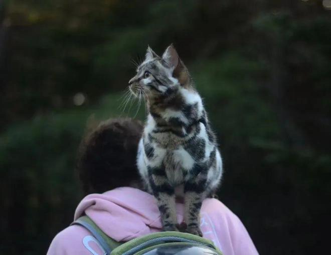 网友好心救了一只狸花幼猫竟被告知是全世界最罕见的大理石纹猫！(图9)