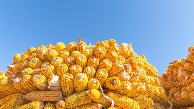 一夜2-3涨玉米上涨“势如破竹”！附：2025年4月8日玉米价格(图3)
