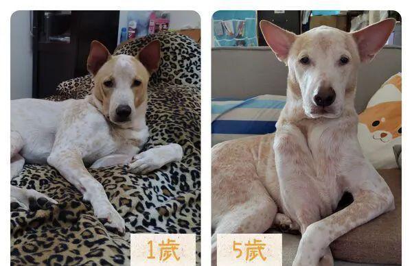 震惊！6岁狗狗竟被主人漂白？真相让人哭笑不得……(图3)